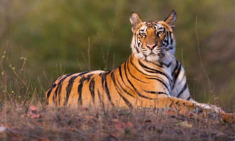 Extinct Subspecies Of Tigers